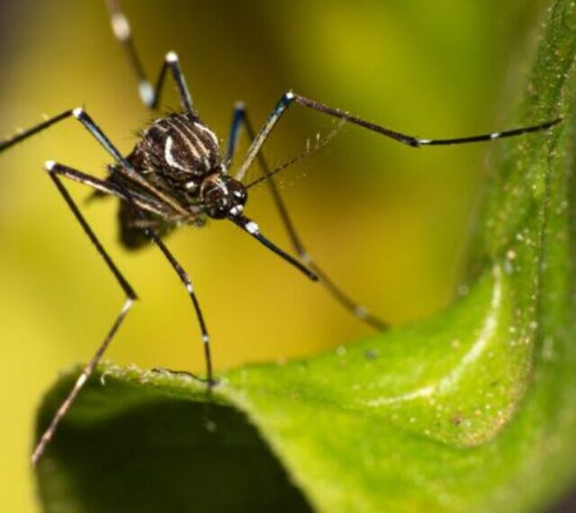 Dengue