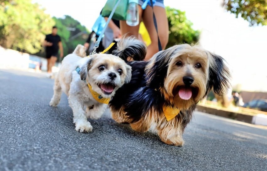 Veja como proteger seu pet dos fogos de artifício