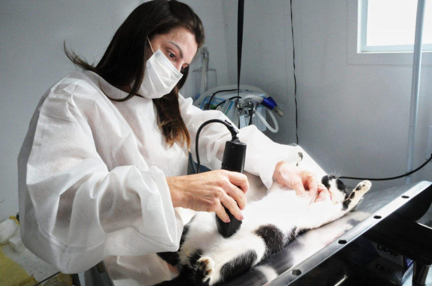 Castração em Santo André