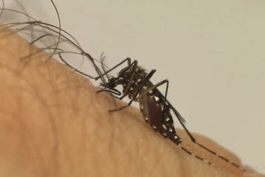 Dengue recua no Grande ABC mas média mensal ainda preocupa