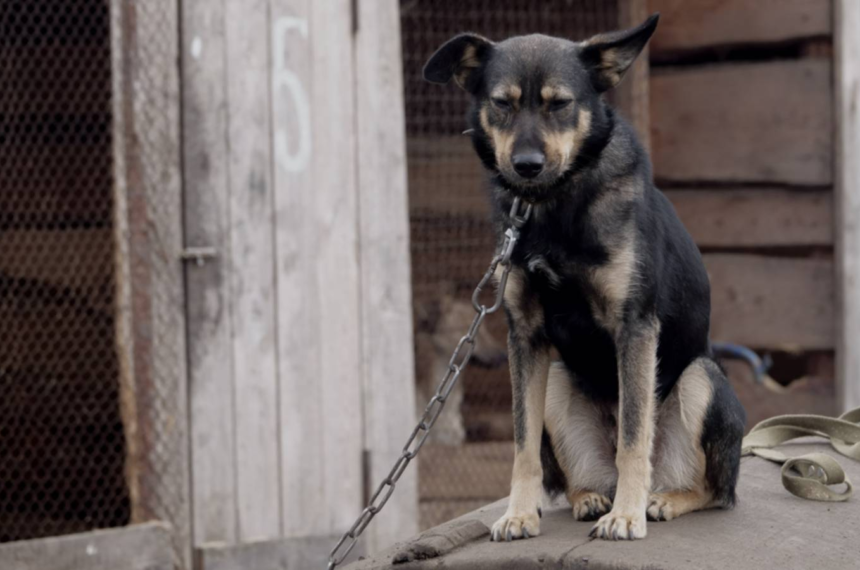 Alesp aprova proibição de acorrentamento de cães e gatos  - 