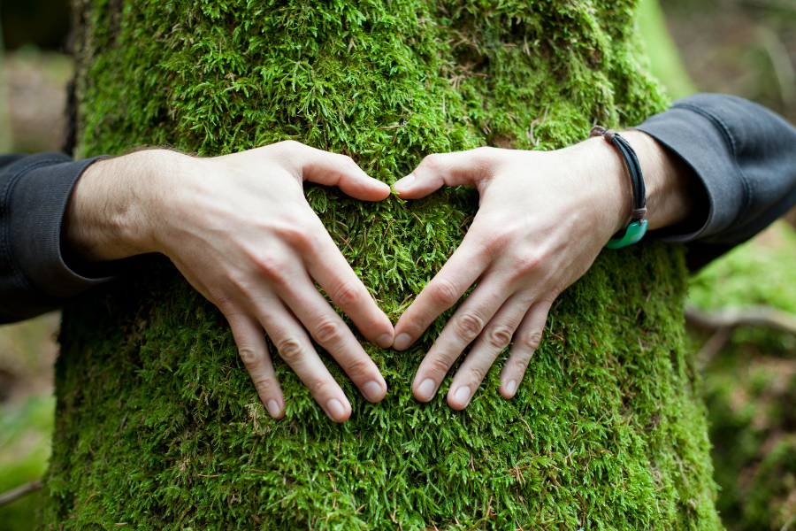 Meio Ambiente - ESG -Sustentabilidade. SOS Mata Atlântica