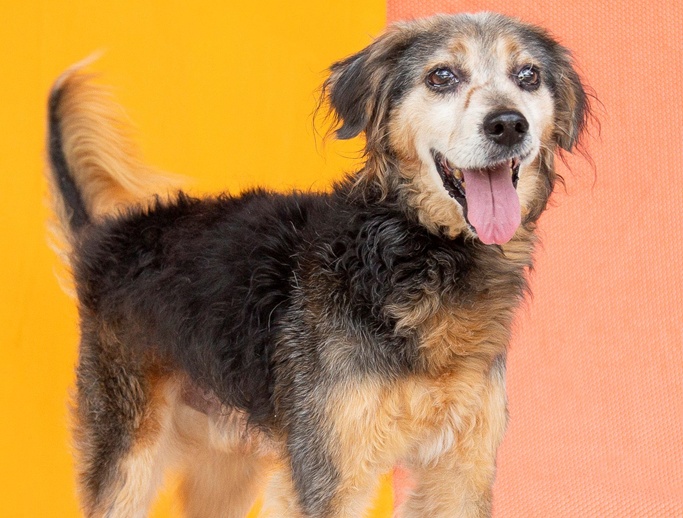 São Paulo realiza ‘Arraiá Pet’ para adoção de animais