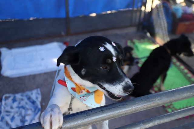 Feira de adoção "Eu amo, eu adoto"