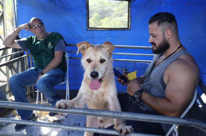 Feira de adoção “Eu amo, eu adoto” -  Alex Cavanha/PSA