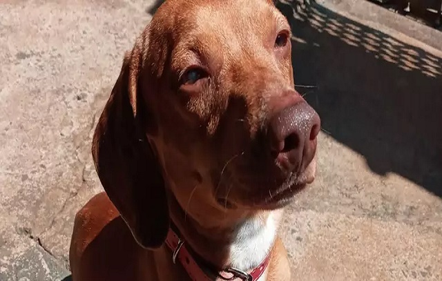 Diarista encontra cachorro morto em Nova Europa-SP e polícia investiga o caso
