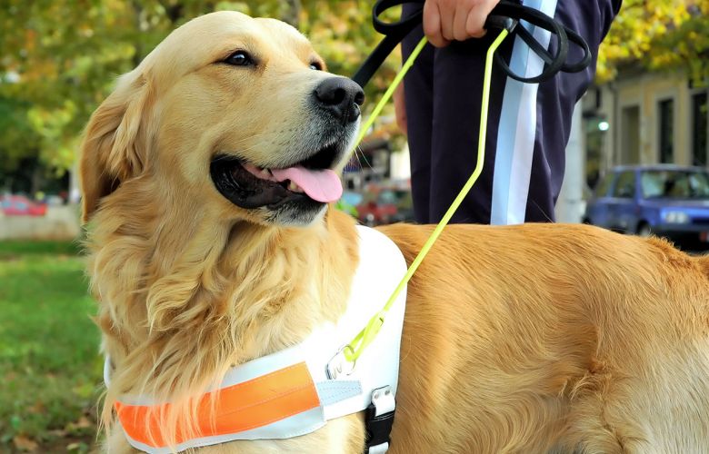Animais de apoio: entenda as diferenças entre pets para suporte emocional, terapia e serviço