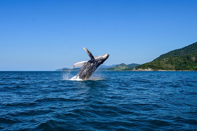 Ilhabela-SP aposta em robô caiçara em nova campanha para atrair turistas no inverno