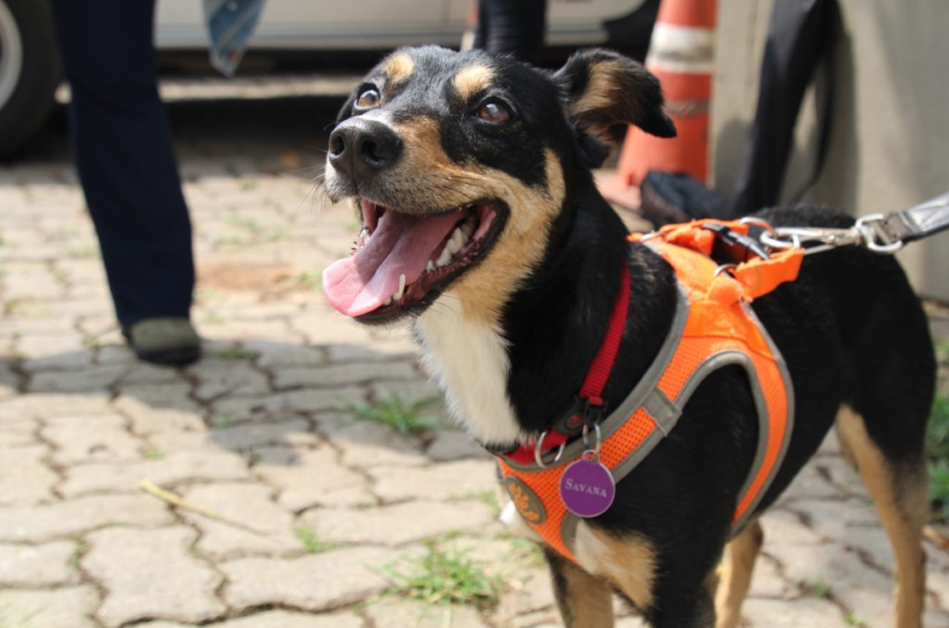 'Vira-lata' que detecta sangue humano se torna o 2° cão perito da Polícia Científica de SP