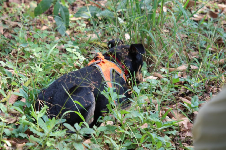 'Vira-lata' que detecta sangue humano se torna o 2° cão perito da Polícia Científica de SP