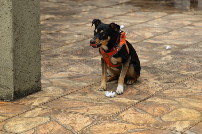 'Vira-lata' que detecta sangue humano se torna o 2° cão perito da Polícia Científica de SP