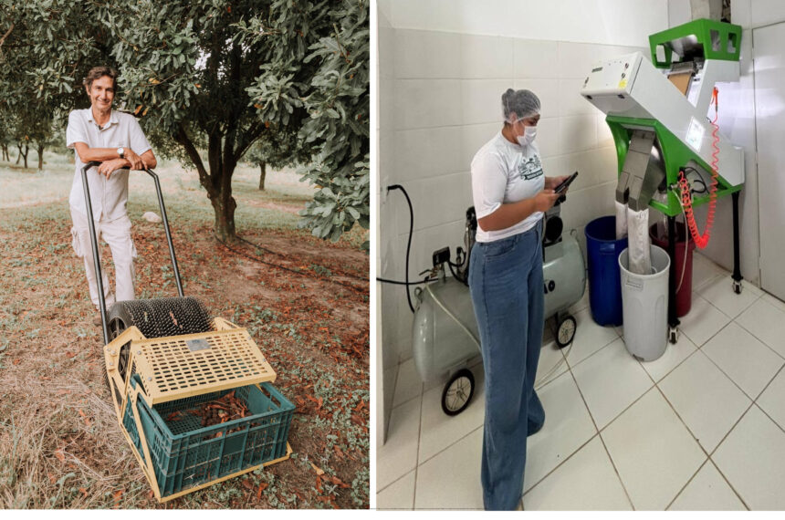 Maquinário digital agiliza a produção de macadâmia - Divulgação