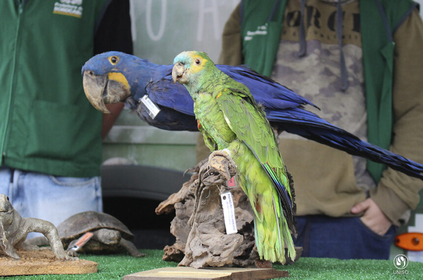 Sorocaba recebe mais uma edição gratuita do Pet Weekend