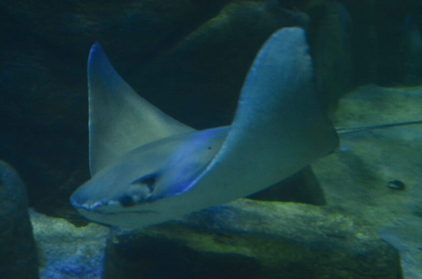 Raia Frank chega ao Tanque Oceânico da Sabina Escola Parque do Conhecimento