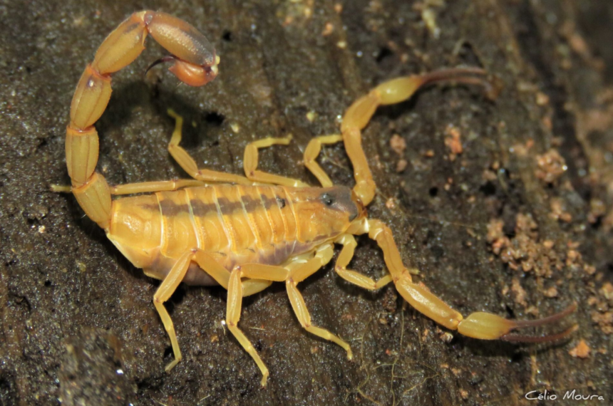 Escorpião Amarelo