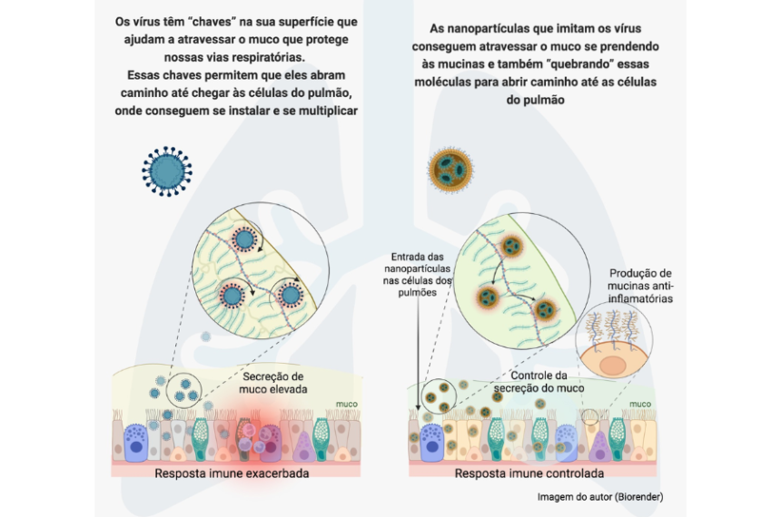 Pesquisadores da USP criam tecnologia que trata inflamações no pulmão
