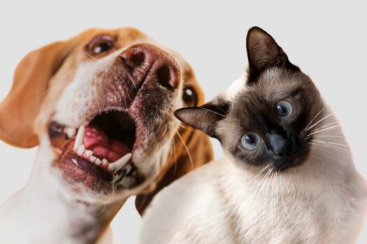 Pátio Higienópolis tem feira de adoção de pets neste sábado
