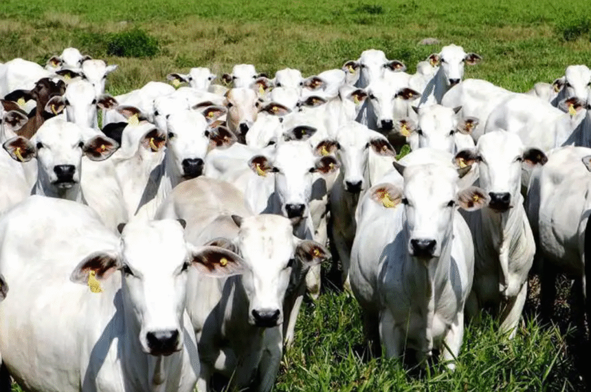 Crise Climática - Gado - Metano