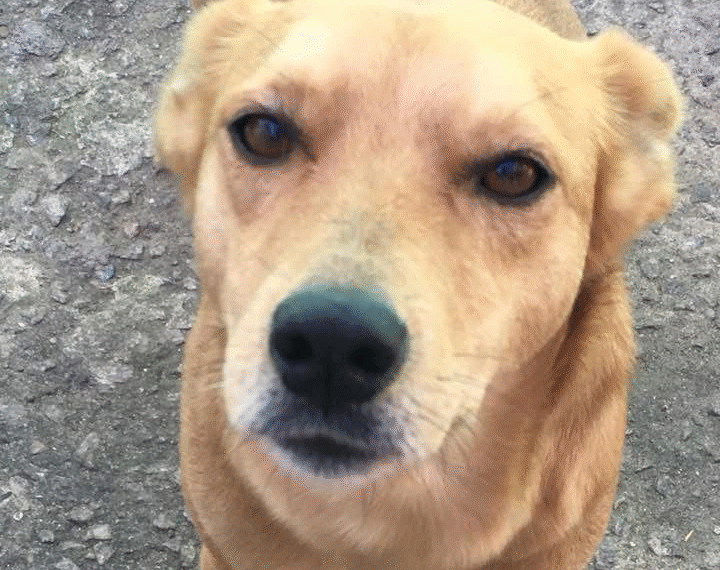 Ataques de cães no ABC acendem alerta sobre guarda responsável