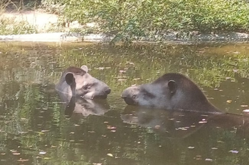 Zoológico de São Bernardo