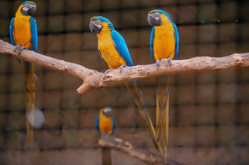 Certificado pelo Ibama, o Zoo de São Bernardo abriga cerca de 350 animais de 70 espécies diferentes