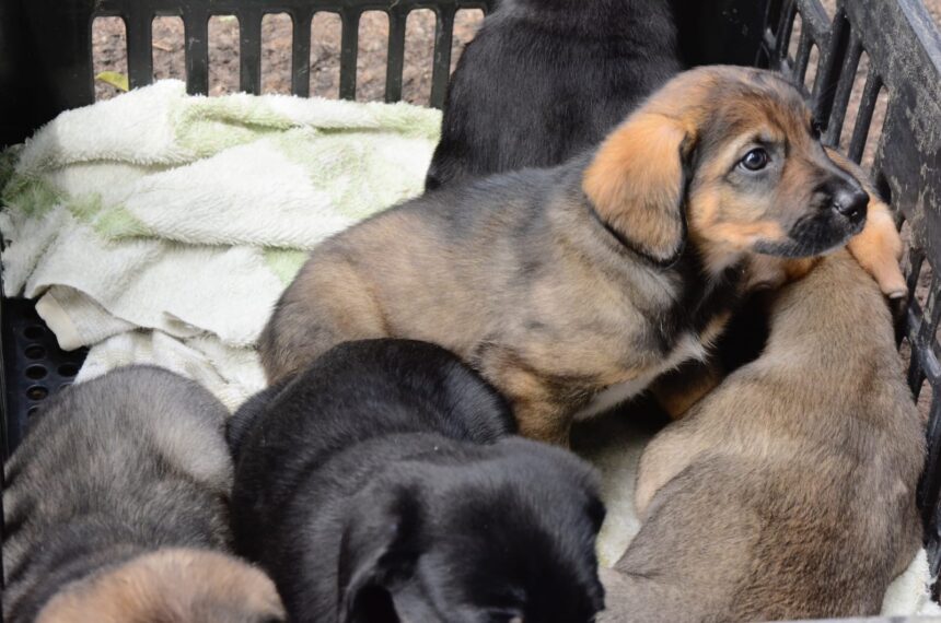 Santo André antecipa feira de adoção “Eu amo, eu adoto”