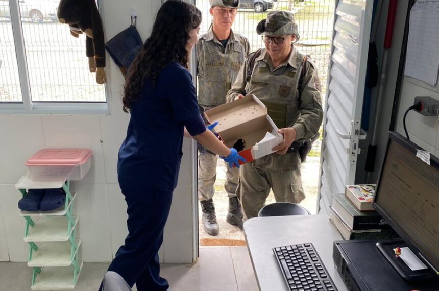 São Bernardo: GCM resgata coruja ferida e outros animais silvestres