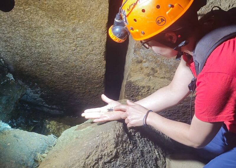 Aegla tamanduateí - Divulgação