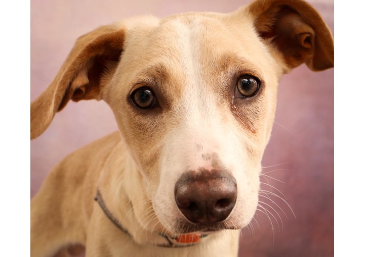 Cachorro - Agenda Cultural do ABCdoABC