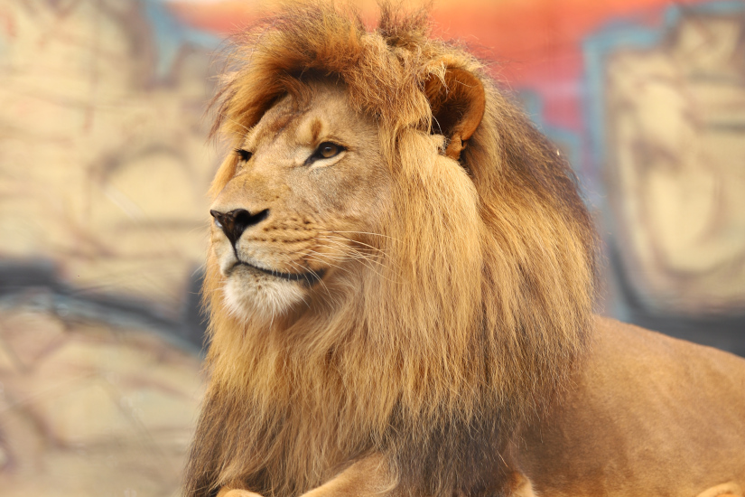 Zoológico de Guarulhos