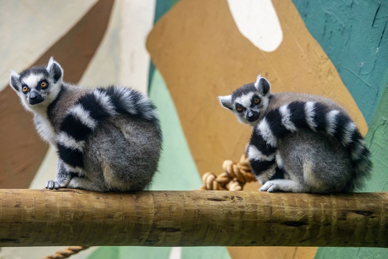 Zoo - Zoológico de São Paulo