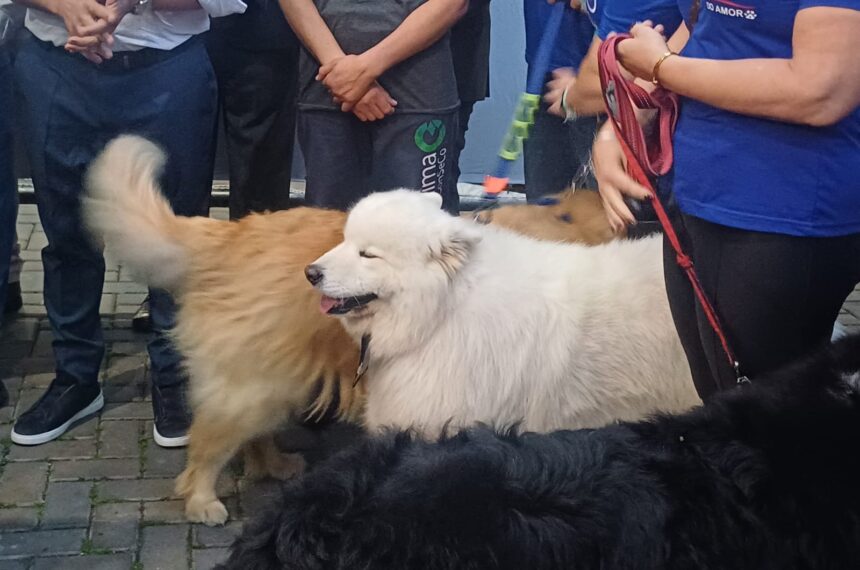 Lei visita pet animais de estimação SBC