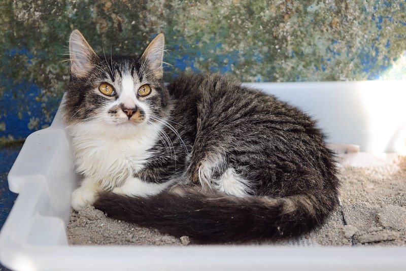 Como diagnosticar se um pet está com Esporotricose? Entenda mais - Adriana Horvath/PMD