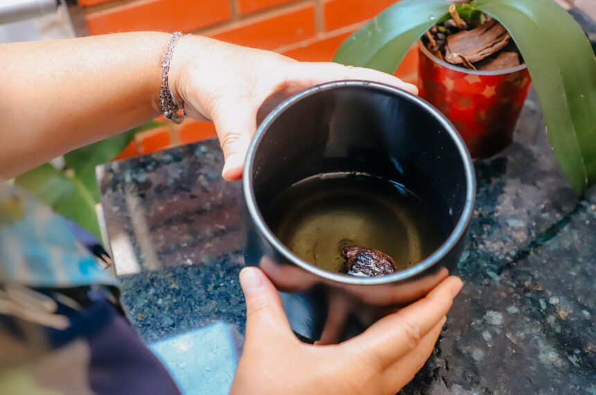 Combate à dengue em São Bernardo é intensificado em novembro