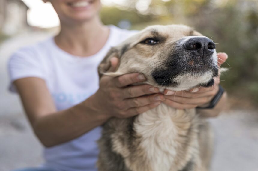 Saiba como participar da Feira de Adoção de Pets em Mauá (imagem ilustrativa) - Pets - São Caetano