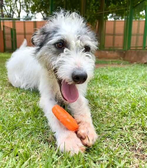 Cachorro - República dos Pets