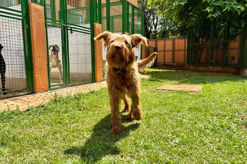 Cachorro - República dos Pets