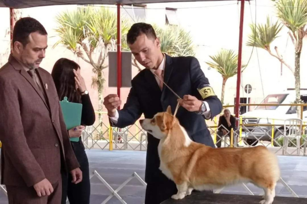 Exposição- Cães de Raça Pura - Ribeirão Pires