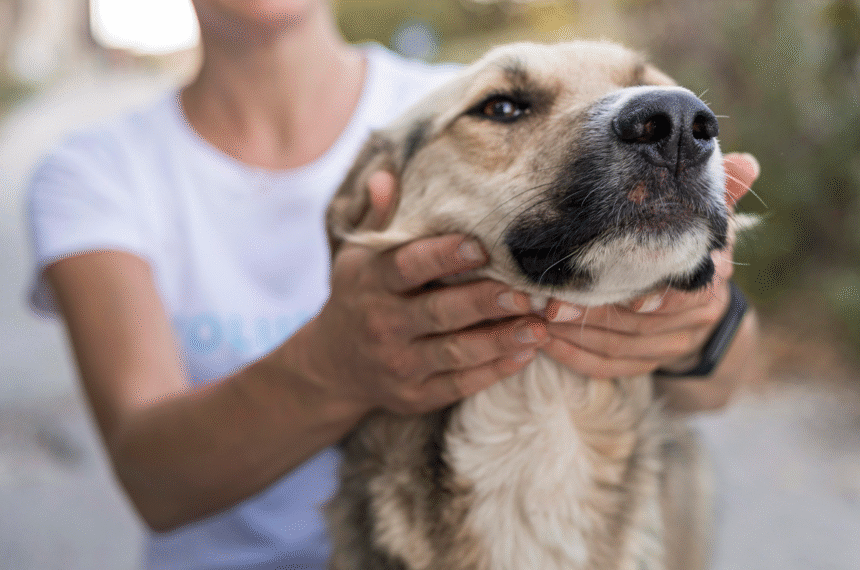 Pet - Adoção de animais - Cachorro