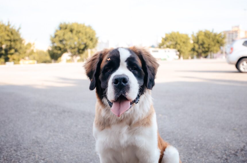 São Bernardo aprova projeto que permite visita de pets em hospitais