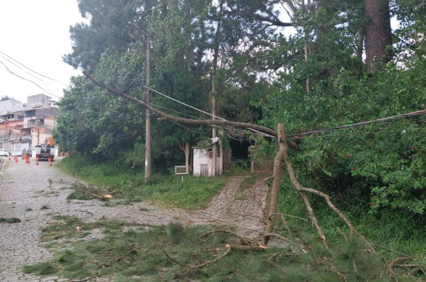 Queda de árvores no ABC afeta trânsito e energia elétrica