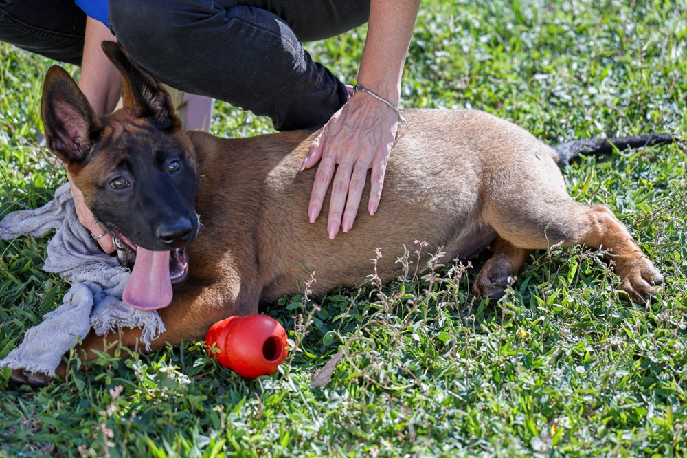 GCM de São Caetano amplia efetivo canino