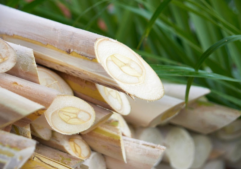 Palmito pupunha eleva SP a 9 Indicações Geográficas do agro