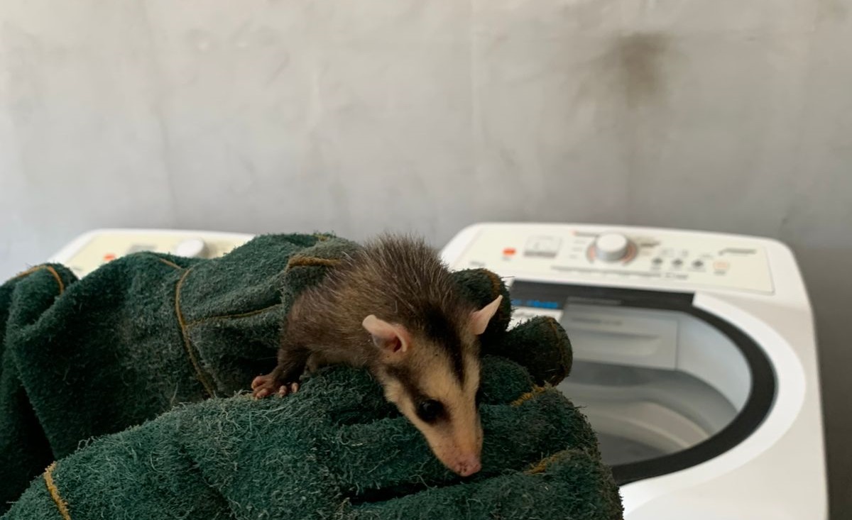 Agentes ambientais resgatam 13 saruês em Mauá