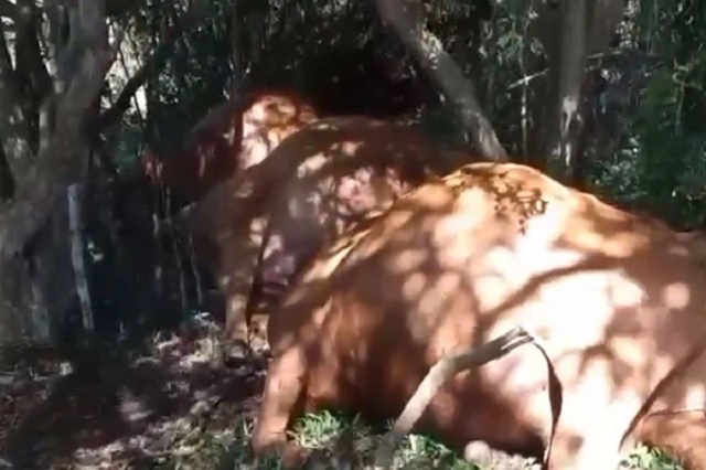 Tempestade com raios mata 26 bois em fazenda em Urupema