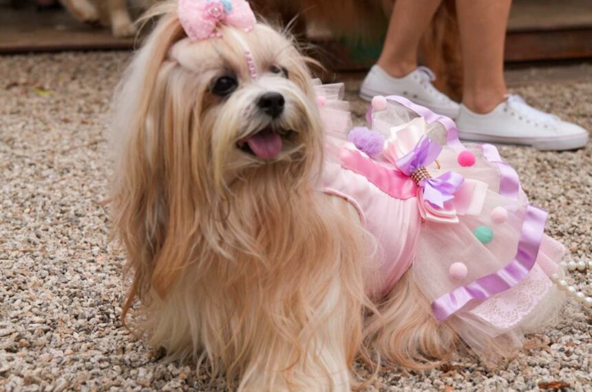 Bailinho de Carnaval - Mooca Plaza