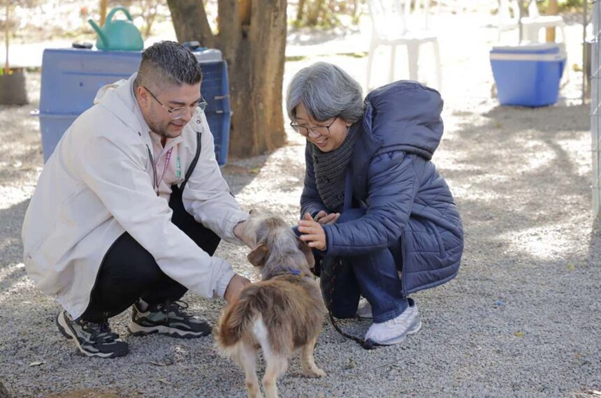 castração gratuita