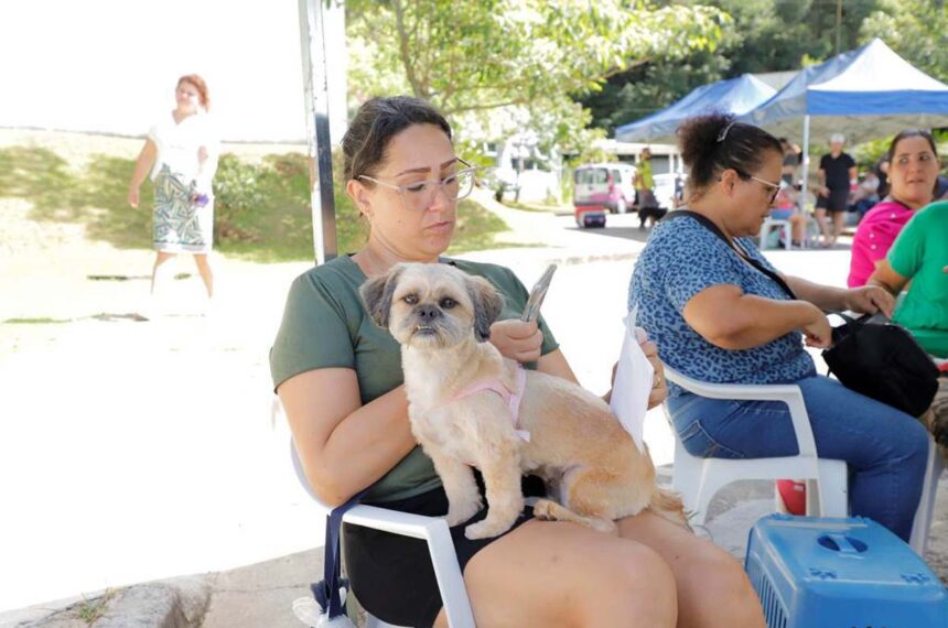 castração gratuita