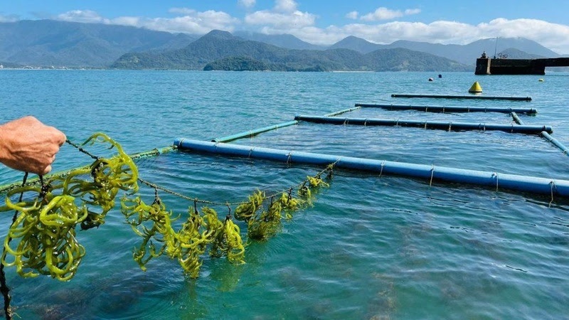 Instituto de Pesca projeta inovação sustentável em 2026