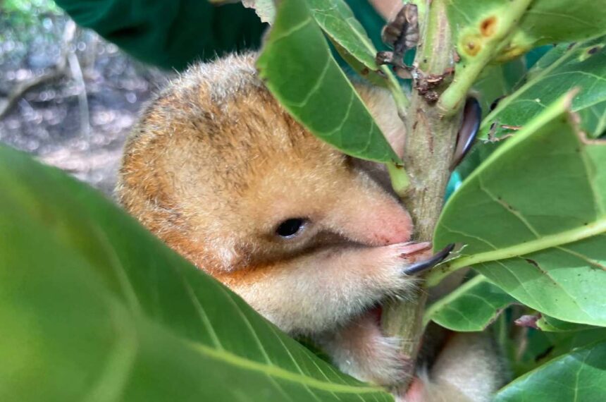 Lençóis Maranhenses - Tamanduaí